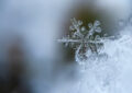 Copos de nieve
