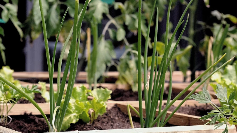 Cómo cultivar alimentos nutritivos de forma sencilla