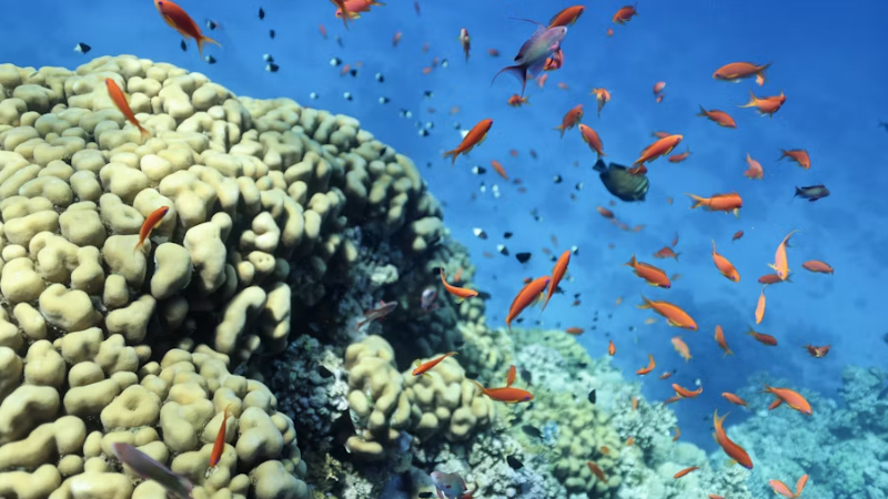 Ecosistema acuático: qué es, tipos y características