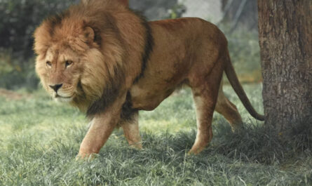 León