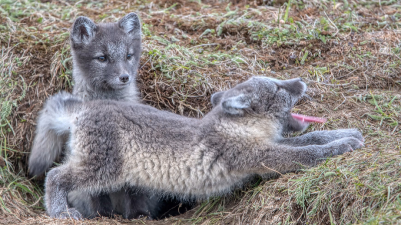 Cómo construyen sus refugios los animales: nidos, madrigueras y guaridas