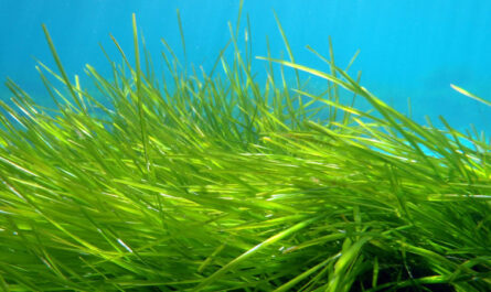 Posidonia