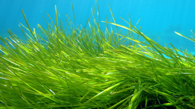 ¿Qué es la posidonia y para qué sirve?
